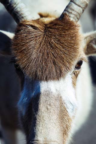 wildlife safari parks in texas