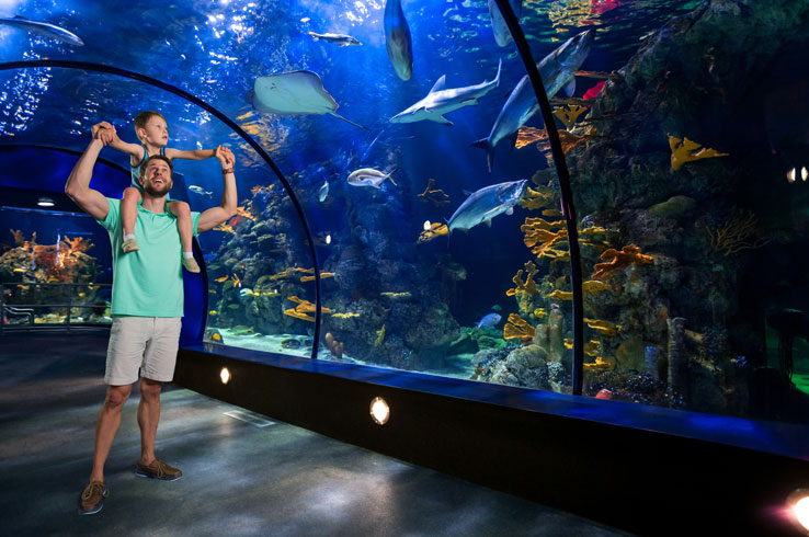 With brand new and expanded exhibits created throughout the $37 million overhaul, the Aquarium Pyramid takes you on an immersive adventure through the world’s oceans.