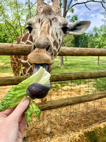 safari park in dallas