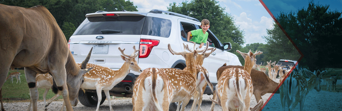 texas zoo safari park kaufman