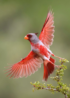 Corpus Christi, Texas