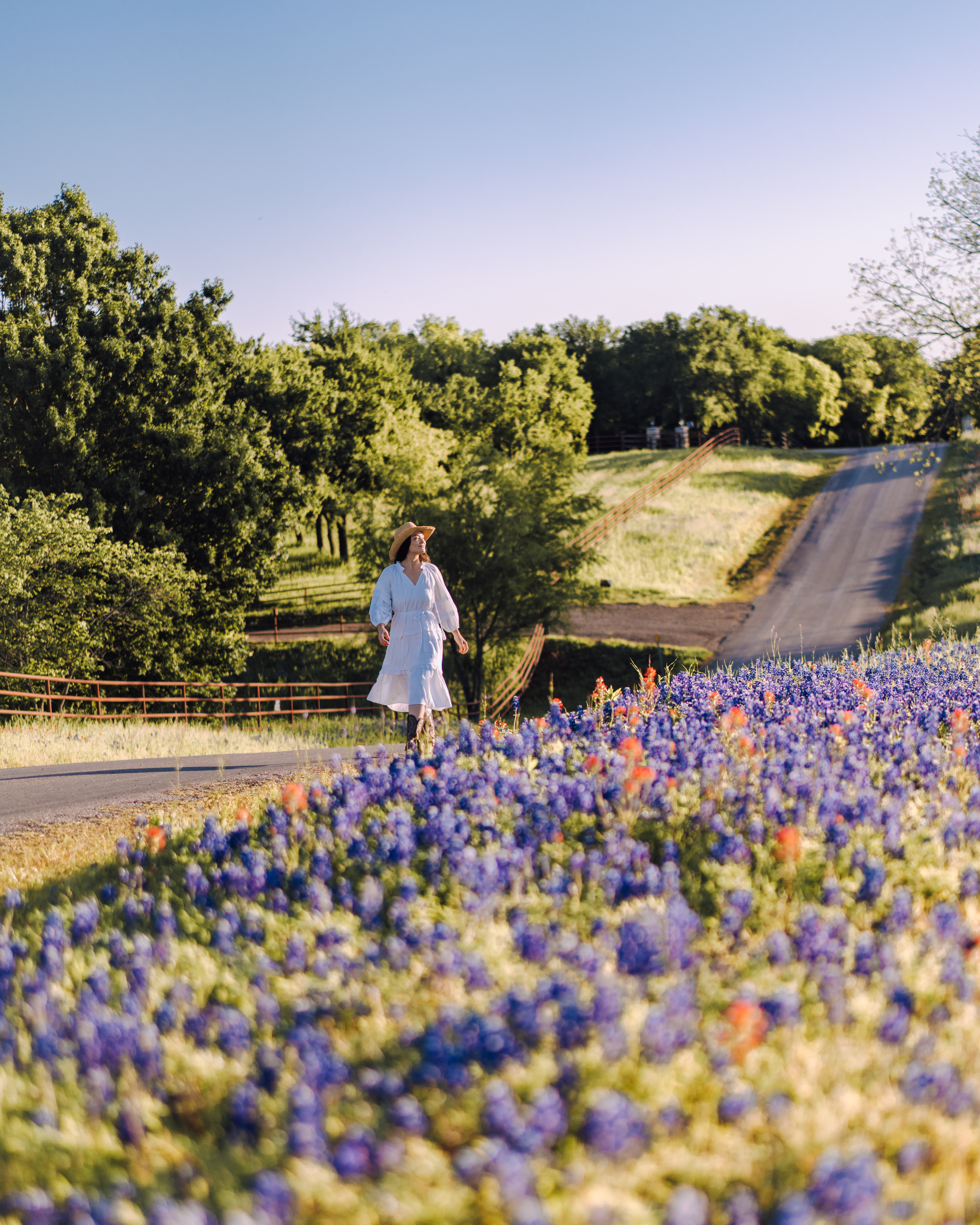 bluebonnets ennis