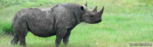 Fossil Rim Wildlife Center in Glen Rose | Tour Texas