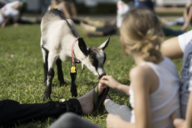 goat yoga