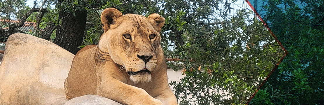 Austin Zoo Hours and Schedule | Tour Texas