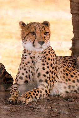 Natural Bridge Wildlife Ranch