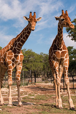 Natural Bridge Wildlife Ranch