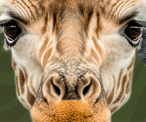Natural Bridge Wildlife Ranch in San Antonio