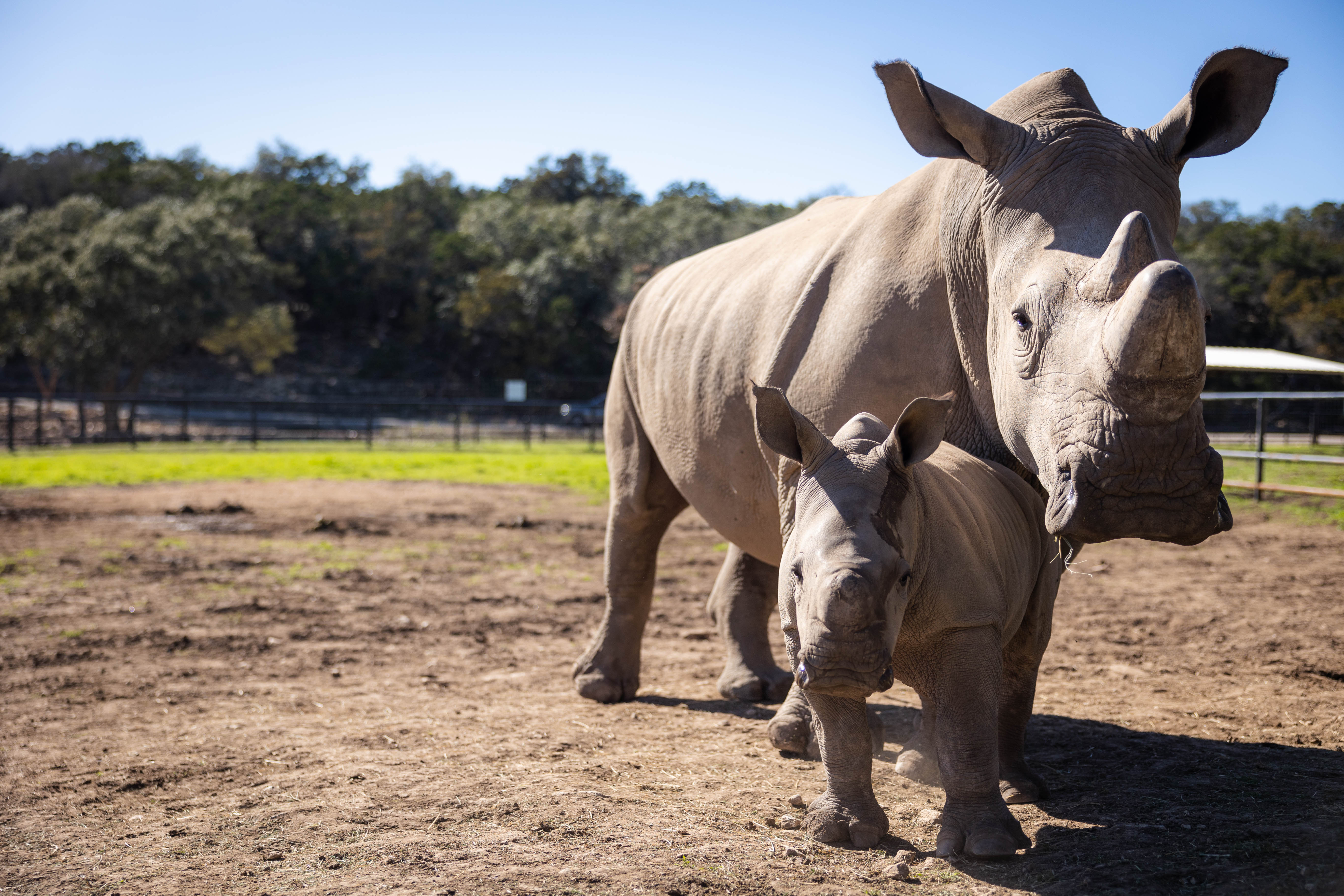 natural bridge wildlife ranch